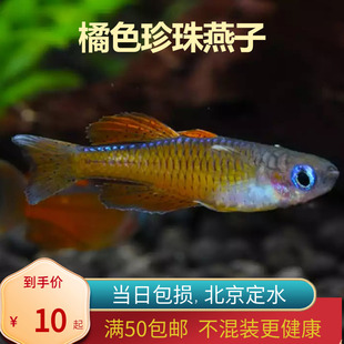 橘色燕子灯鱼北京小型草缸橘红淡水新手耐养热带鱼群游南美