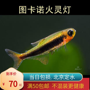 图卡诺火灵灯灯鱼热带鱼草缸群养造景观赏鱼淡水小型鱼北京野生