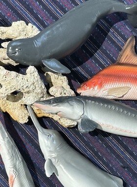 原创长江濒危鱼类江豚白鳍豚白鲟中华鲟胭脂鱼灭绝动物树脂冰箱贴