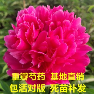 芍药花苗抗寒易活盆栽跟块带芽菏泽重瓣大花四季 花卉室内庭院植物