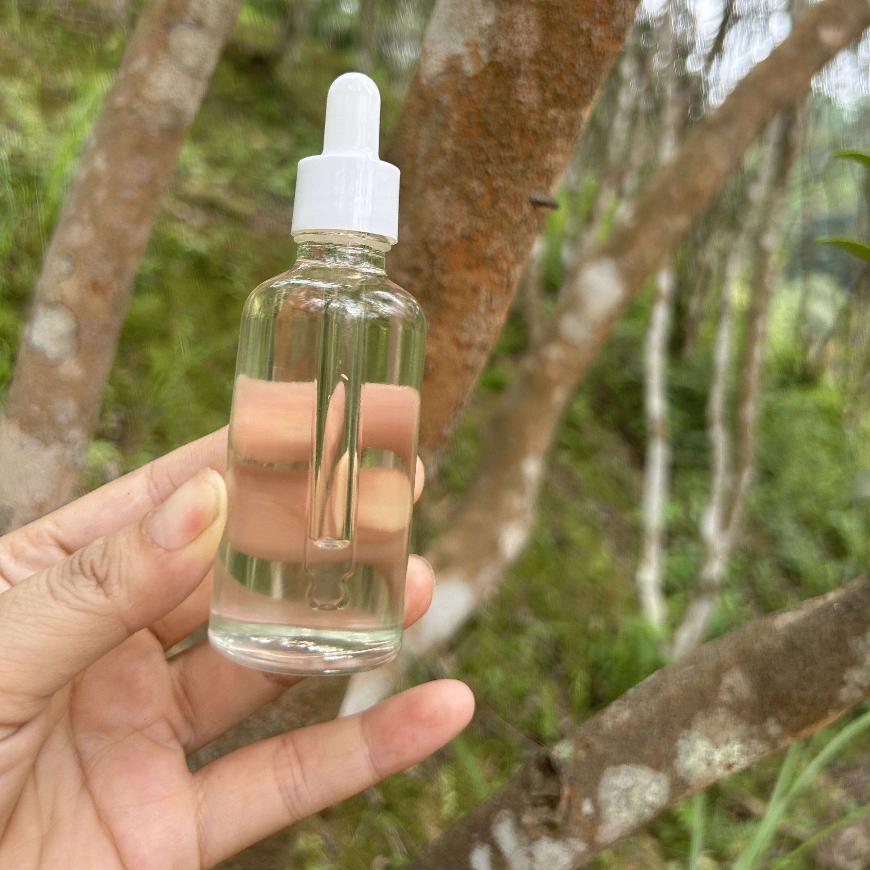 广西农家自榨6年外用老茶油茶籽油