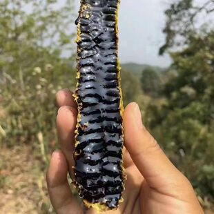 云南哀牢山米团野生花蜜蜂蜜纯天然团花高山黑蜜纯正正宗面膜