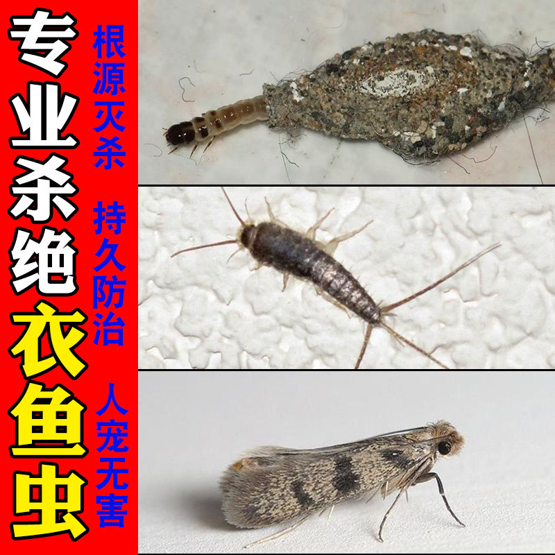 除衣鱼虫杀虫剂杀衣蛾药家用非无毒强力杀虫防虫驱虫灭衣蛾幼虫pt