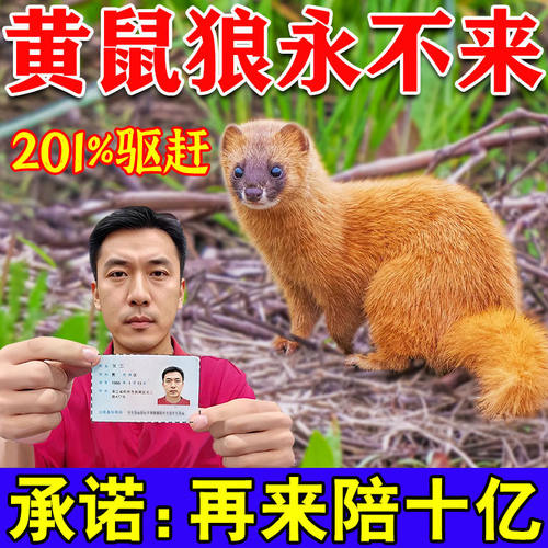 驱黄鼠狼专用药驱赶神器养鸡防黄鼠狼养殖场强力气味驱赶吓b