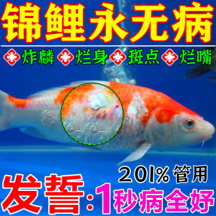 锦鲤鱼病专用药万疾病能治疗烂身烂尾嘴水霉白点观赏鱼斗金鱼炸鳞