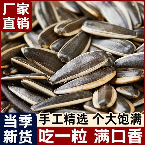 葵花籽农户内蒙新鲜原味中颗粒壳