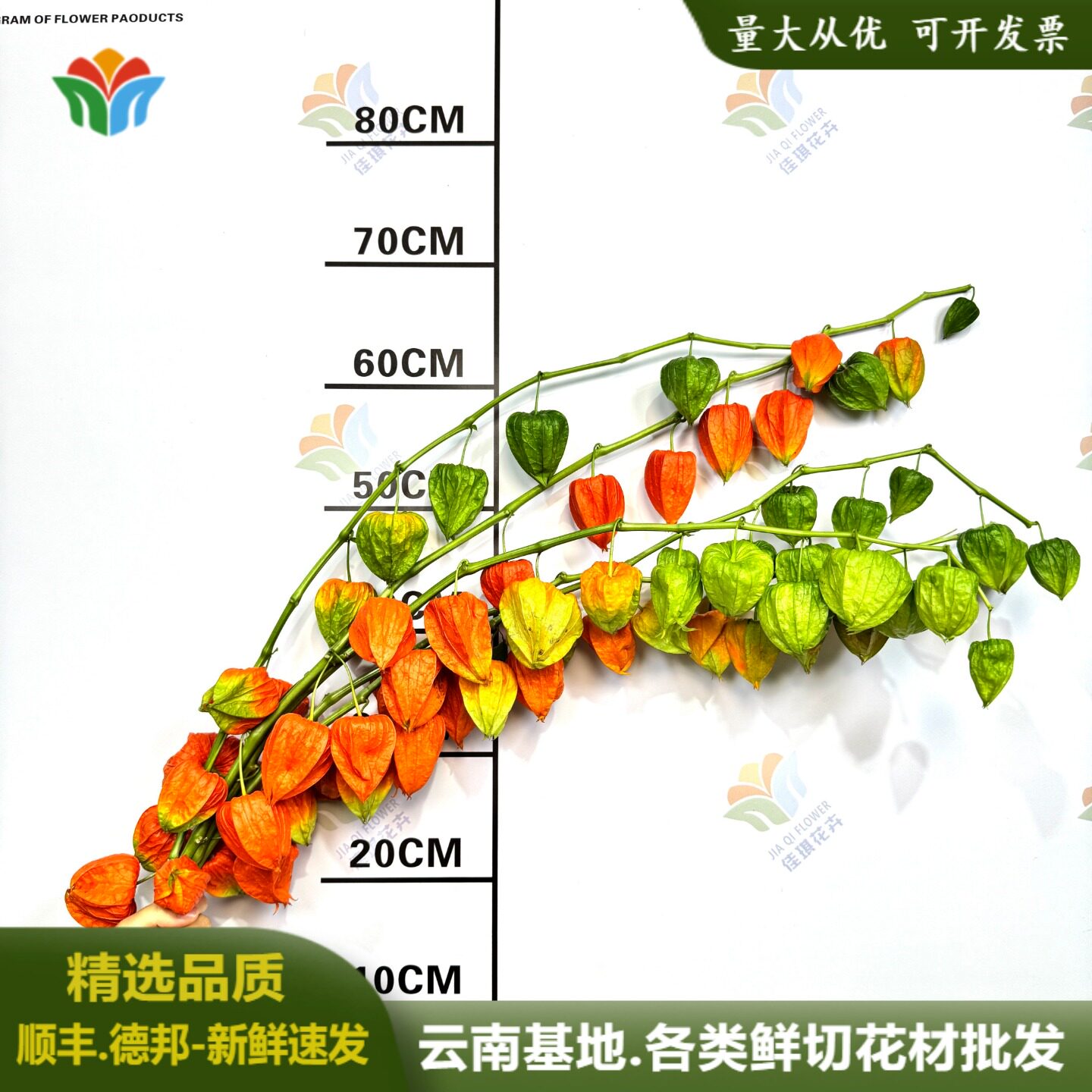 新鲜酸浆果鲜花小众花材图片
