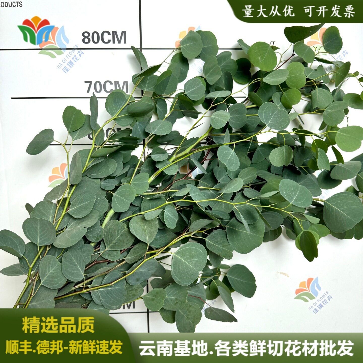 尤加利苹果叶生活ins桉树叶可做干花家用插花云南基地直发鲜切花