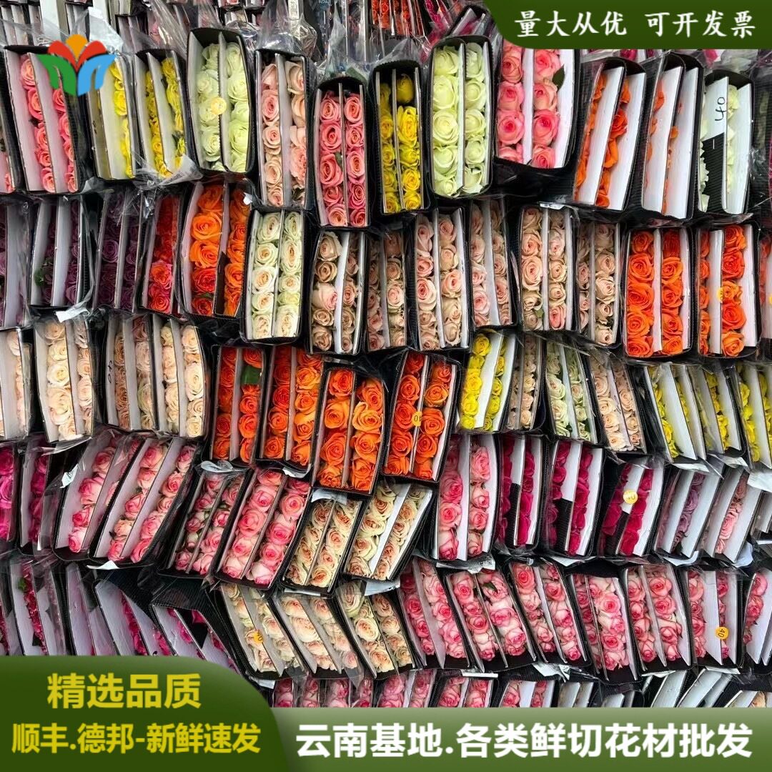 各类玫瑰鲜花云南直发多色彩玫婚庆婚礼花材家庭水养玫瑰月季花
