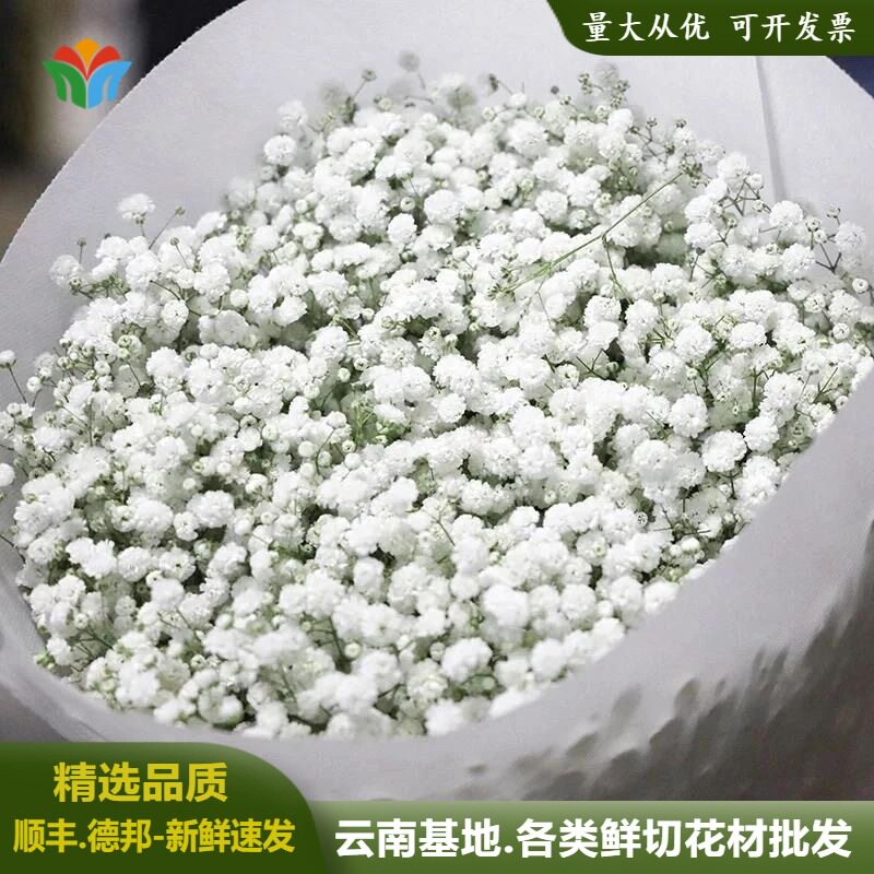 满天星鲜花云南基地直发白色新鲜伊洛斯百万星婚庆花材花束配花
