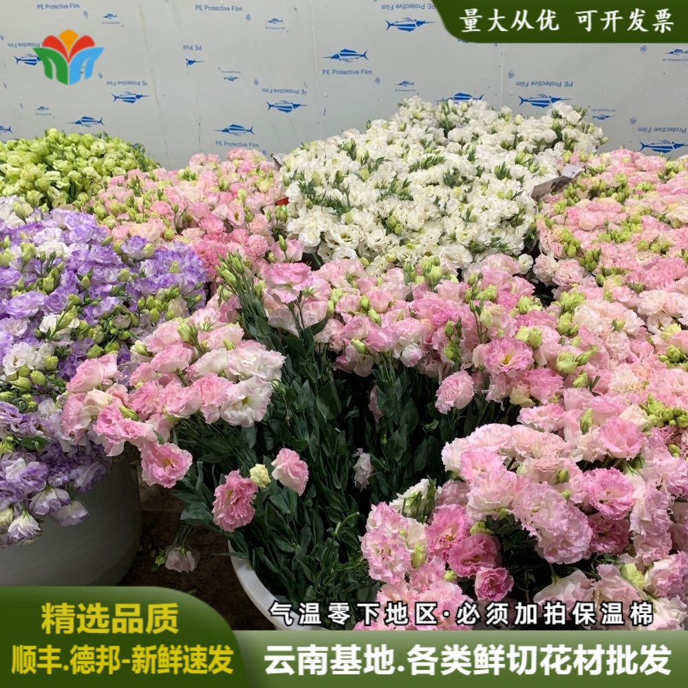 多色洋桔梗鲜花云南基地直批龙胆