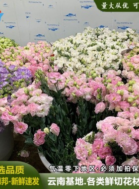 多色洋桔梗鲜花云南基地直批龙胆鲜切花供应婚庆活动节日花束花材