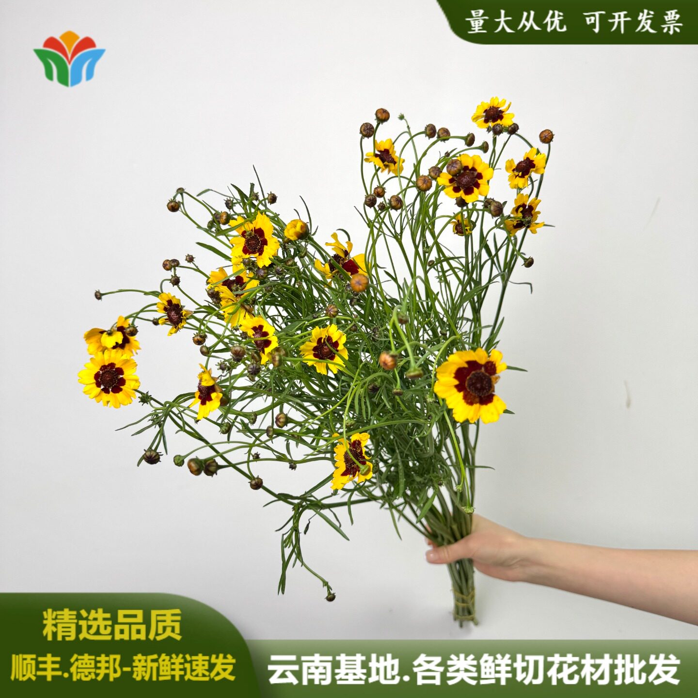 蛇目菊鲜花小众菊花鲜切花金鸡菊云南直发金钱菊 孔雀菊 小波斯菊