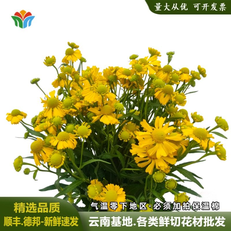 油画小菊鲜花黄色系列花材小清新荷兰梵高小菊花束插花花束配花,鲜花速递/花卉仿真/绿植园艺,花材,淘宝优惠券,粉丝福利购,淘宝优惠卷