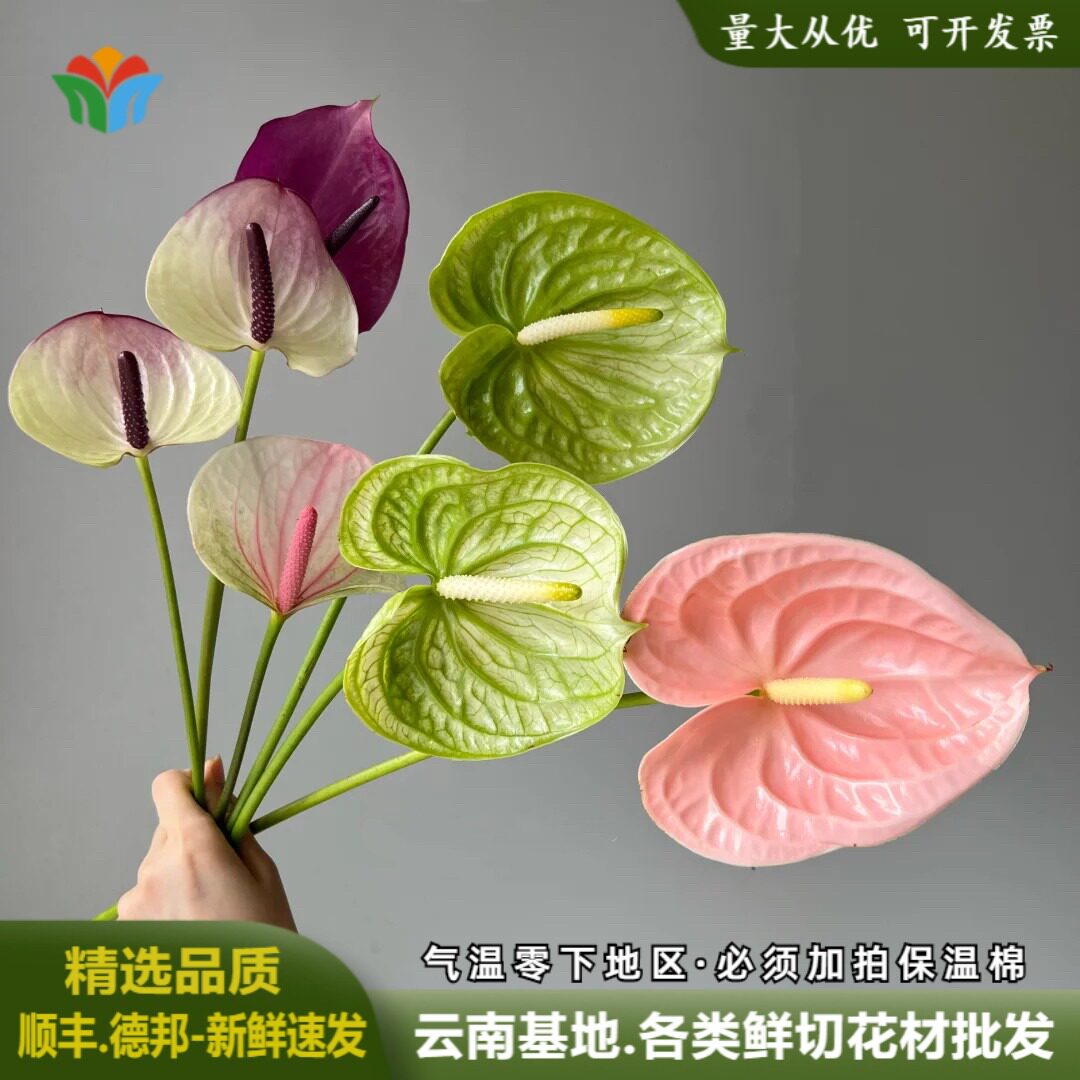 新鲜彩掌鲜切花云南直发红掌粉掌绿掌红烛花鲜花婚庆活动布置花材