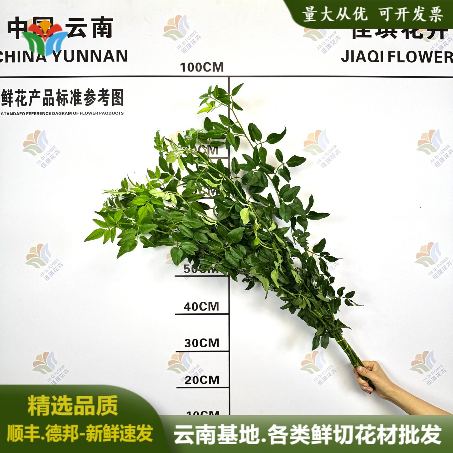 九星叶鲜花鲜切叶材水养节日花材图片