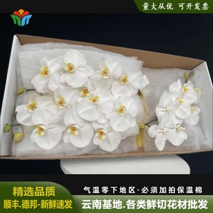 云南昆明切花大白V3蝴蝶兰鲜花办公室客厅时尚花艺婚庆酒店装饰花