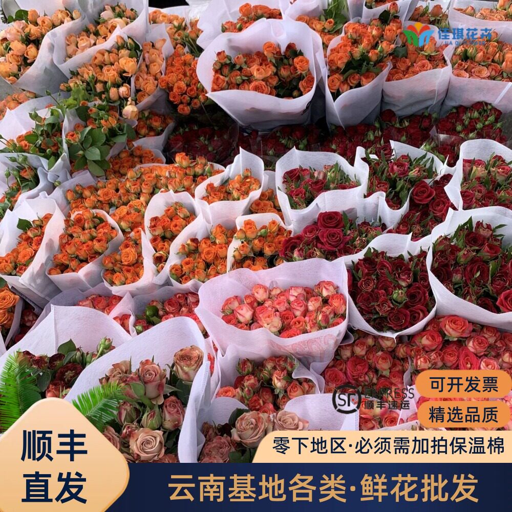 新鲜多头玫瑰鲜花云南基地直发蔷薇泡泡玫家庭水养婚庆用花货源