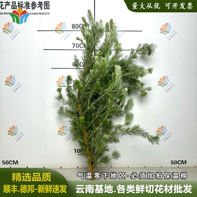 新鲜羊毛松花材水培绿植