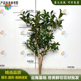 鲜切山茶叶枝条绿植婚庆活动布置叶材生日宴花材云南鲜花直发