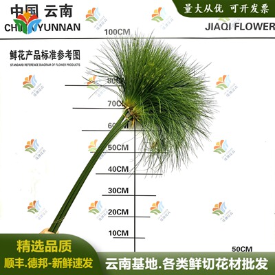 自然风纸莎草婚庆婚礼鲜切花材