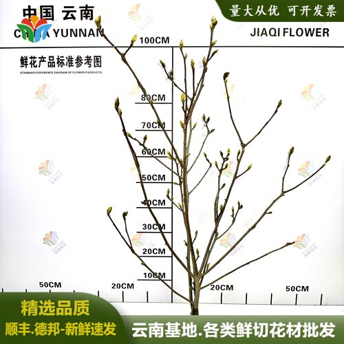 白玉兰鲜切枝条玉兰花水养鲜花