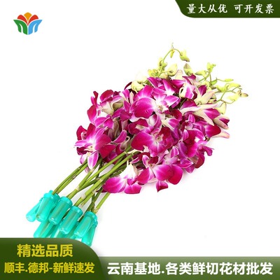 云南直发洋兰鲜花装饰花