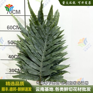 贯众蕨鲜切叶枝条网红叶蓝星蕨龙骨叶婚庆叶材空间美学水养瓶插花