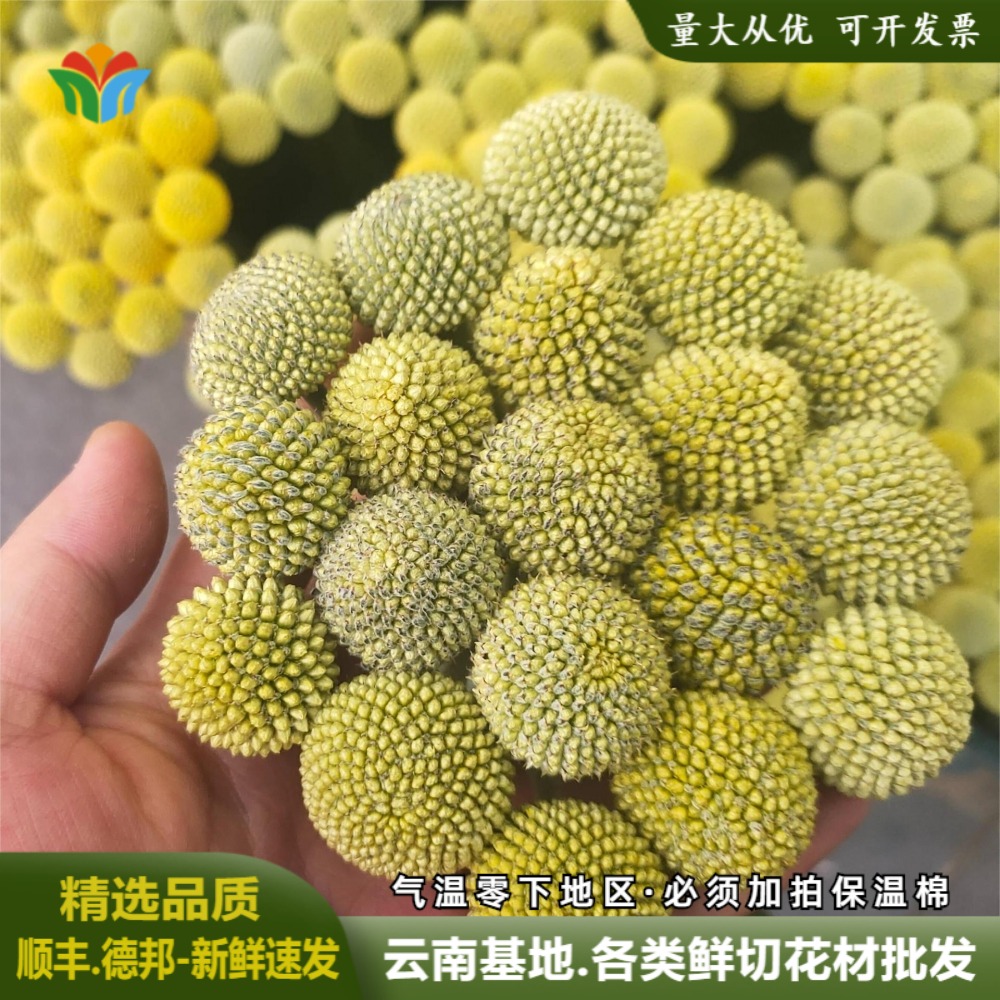 云南基地直发黄金球插花花材