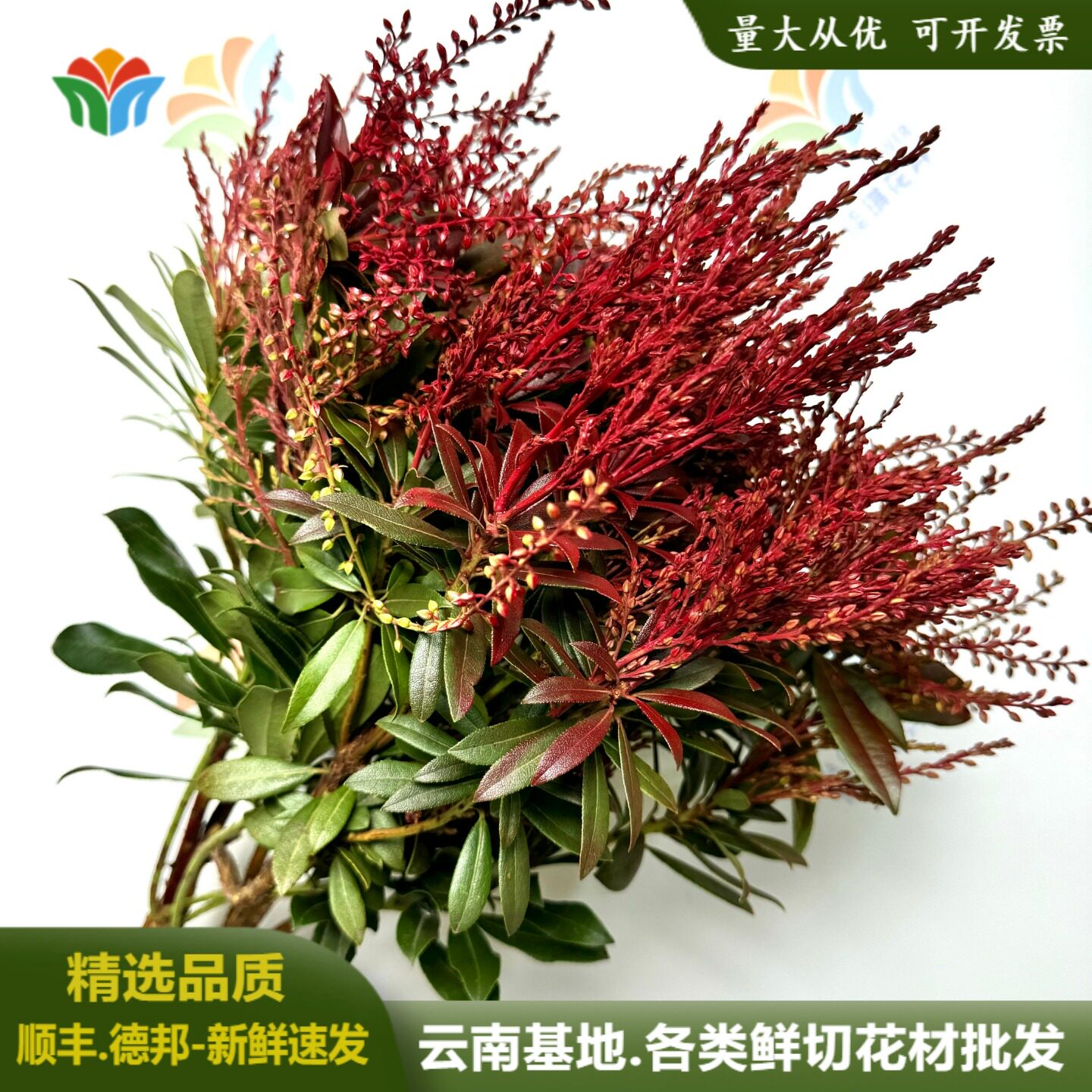 山里红鲜花云南昆明基地直发婚庆花材活动布置婚车装饰花鲜切花