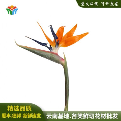 新鲜天堂鸟婚庆活动布置鲜切花