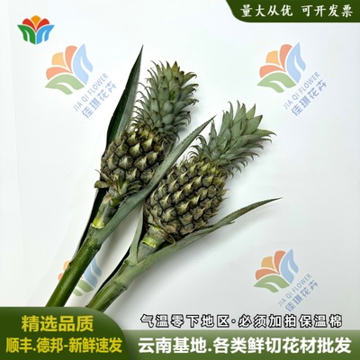 黑凤梨菠萝花鲜切花瓶插花