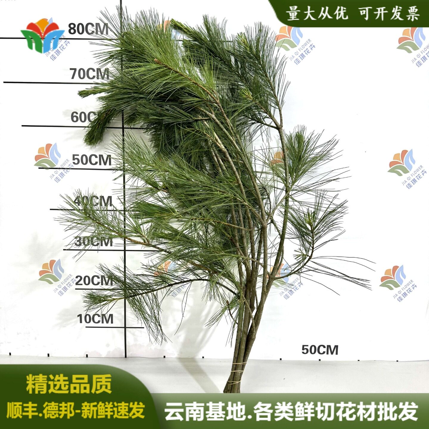 五针松鲜切松针垂挂型花材白皮松鲜花云南昆明婚庆婚礼造景森系