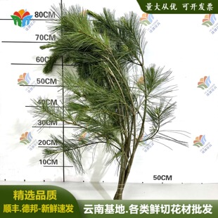五针松鲜切松针垂挂型花材白皮松鲜花云南昆明婚庆婚礼造景森系