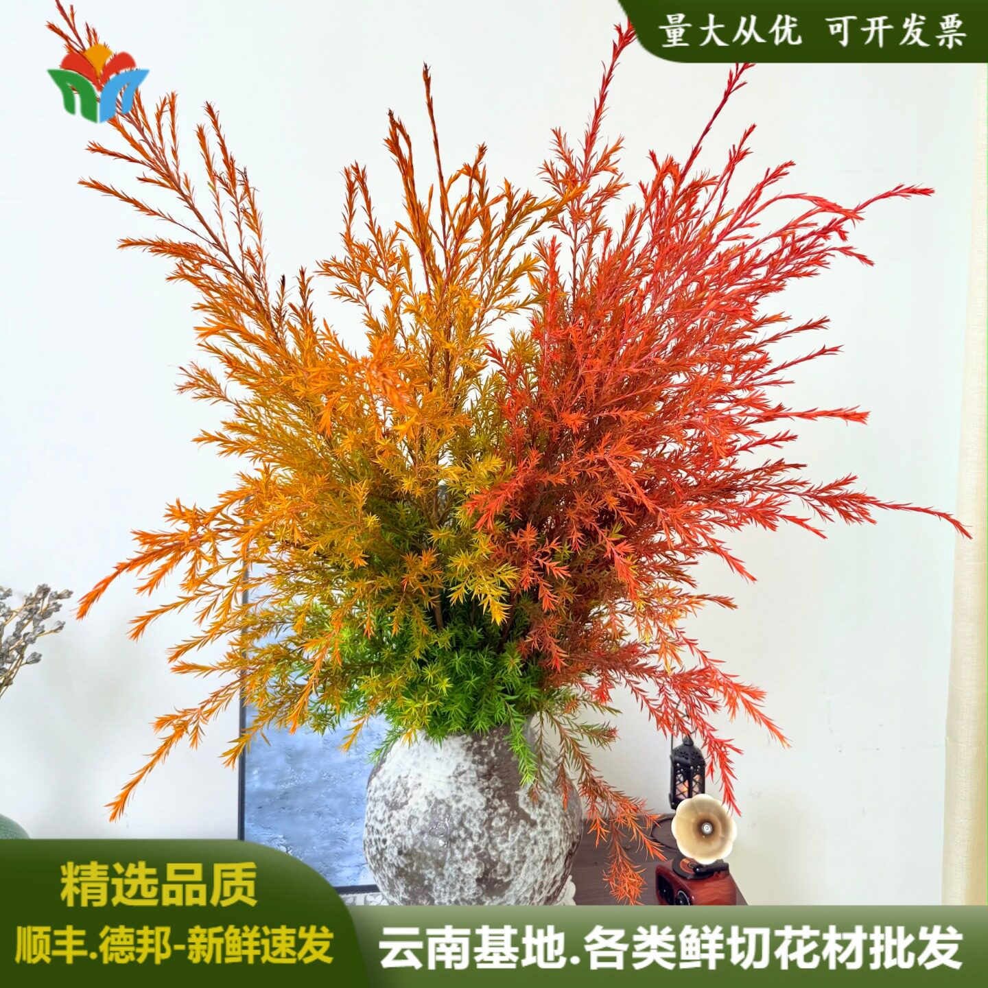 混色千层金鲜花香松黄金香柳水养鲜切枝条可做干花家居软装绿植