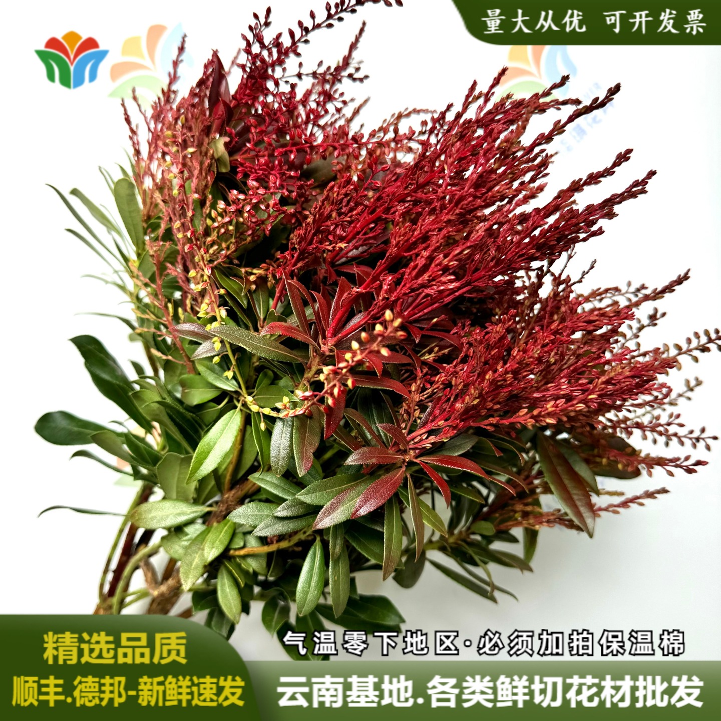 山里红鲜花云南昆明基地直发婚庆花材活动布置婚车装饰花鲜切花