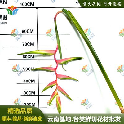 鲜切吊鸟鲜花粉色云南基地直发蝎尾蕉婚庆活动布置小众花材热带花