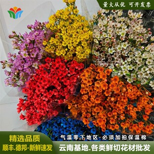 澳洲腊梅平头鲜花水养切花圣诞节年宵花家庭水养花期长多色腊梅花