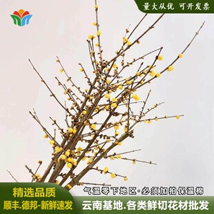 新鲜中国腊梅鲜切花家庭水养年宵花小众黄色中式花材蜡花云南直发