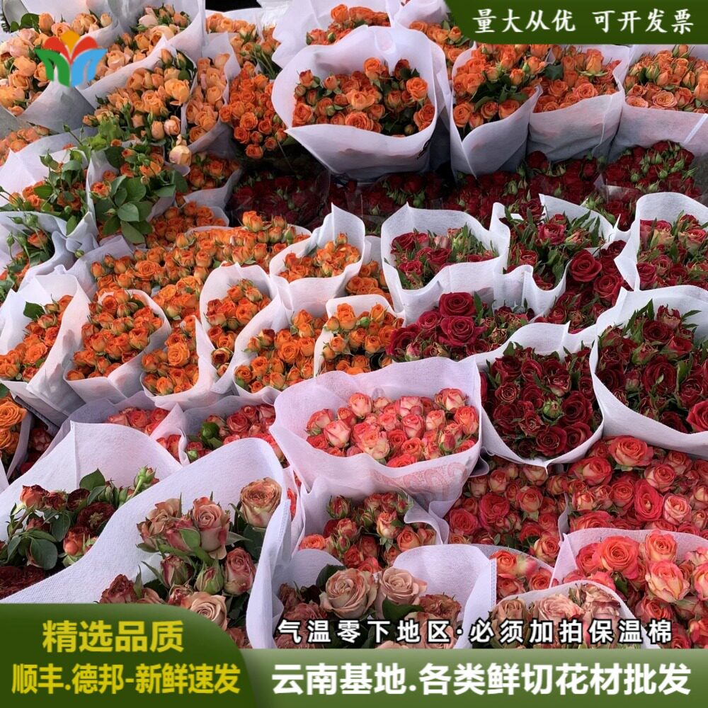 新鲜多头玫瑰鲜花云南基地直发蔷薇泡泡玫家庭水养婚庆用花货源