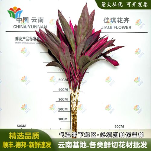 新鲜朱蕉叶红竹水培鲜切枝