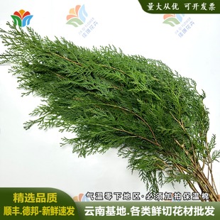 新鲜侧柏鲜花扁柏松鲜切枝香柏叶婚庆布置圣诞节花材拍摄花材道具