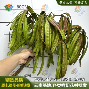 扁豆鲜花银合欢豆荚鲜花小众花材婚庆森系花材装饰花艺拍摄道具