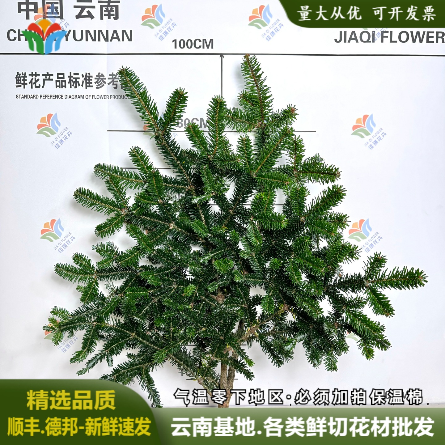 诺贝松鲜花枝条鲜切花云南直发