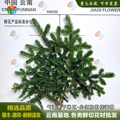 诺贝松鲜花枝条鲜切花云南直发