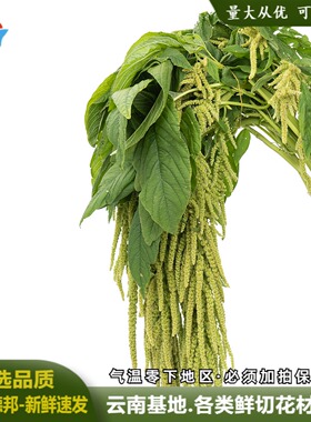 吊米鲜花新鲜柔丽丝鲜切花情人泪家庭插瓶水养婚庆布置垂吊感花材