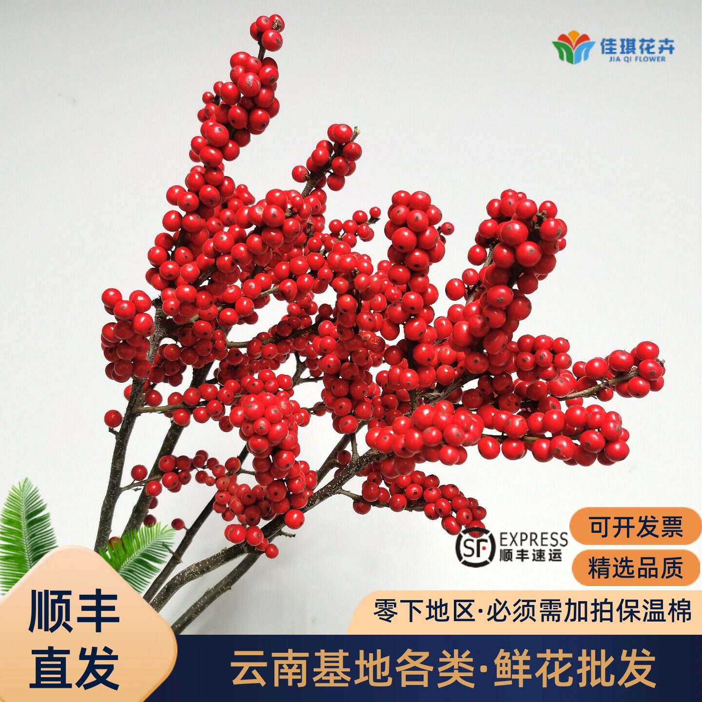 新鲜冬青红果北美冬青室内高端轻奢水养鲜花切花切枝年宵花卉植物