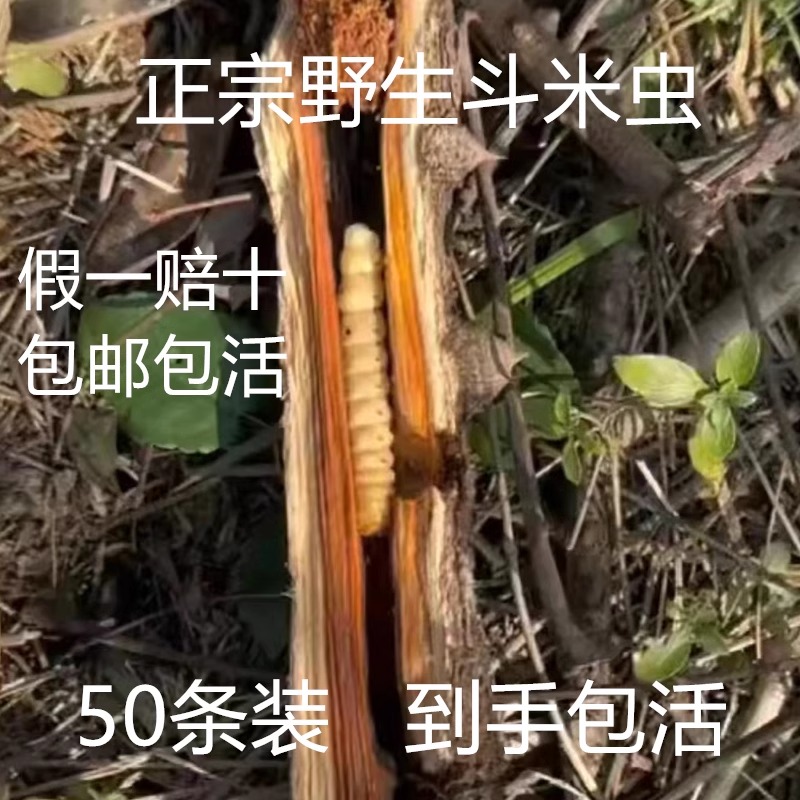 50条野生斗米虫活虫宝宝吃饭香云实蛀虫天牛幼虫黄牛刺虫虎刺狼虫