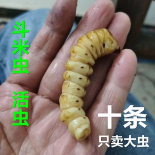 10条5克以上野生斗米虫活虫云实蛀虫天牛幼虫黄牛刺虫宝宝吃饭香