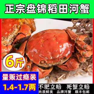 盘锦河蟹螃蟹顶盖肥6斤1.4-1.7两母蟹鲜活稻田河蟹大闸蟹顺丰礼盒